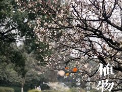 -杭州植物园