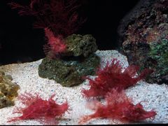 -暹罗海洋世界
