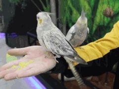 -昆明大悦城未来动物城(螺蛳湾中心店)