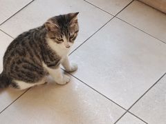 -哥老官重庆美蛙鱼头(五角场合生汇店)