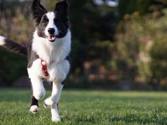 -趣玩宠物乐园寄养训犬训狗游泳池