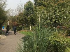-武汉大学-樱园