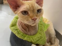 -COLOR PETS 撸猫馆·购猫·猫咖(长风大悦城店)