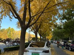 -三里屯东五街银杏大道