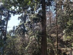 -天目山大树王景区