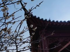 -梅花山(明孝陵内)