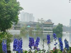 -荔湾湖公园