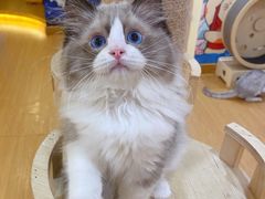 -猫にゃん · 猫的隐藏屋猫咖(麦地旗舰店)