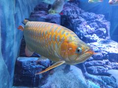 -上海海洋水族馆