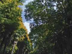 -上海海湾国家森林公园