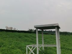 -大塘金香草谷