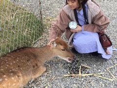 -鹿境梅花鹿生态园区