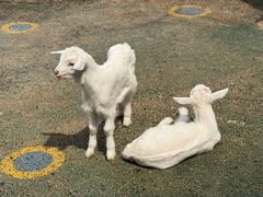 -昆明动物园