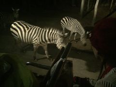 -清迈夜间动物园