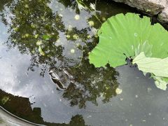 -乌村