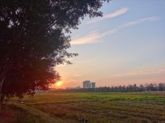 -光明小镇欢乐田园