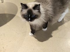 -藏猫猫咖啡主题馆(中央大道店)