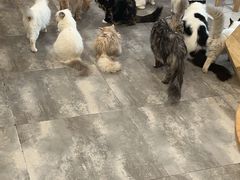 -楼上猫咖(罗湖店)