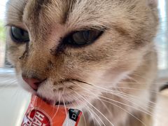 -猫小院猫主题咖啡厅(北锣店)