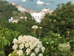 -枸杞岛