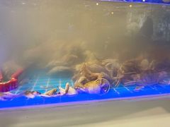 -圣罗巴海鲜烤肉自助(赤峰店)