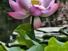 -陈家山荷花公园
