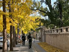 -三里屯东五街银杏大道