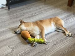 -爱侣宠医·鹦鹉专科·小型哺乳类·异宠专科(灵石路店)