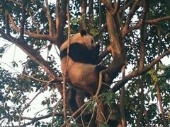 -成都大熊猫繁育研究基地