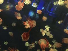 -重庆欢乐海底世界