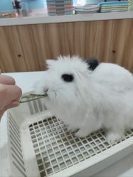 -Moni星球萌宠·小马宝莉·灵蛇·高端高阶全萌宠互动体验俱乐部(红豆国际广场店)