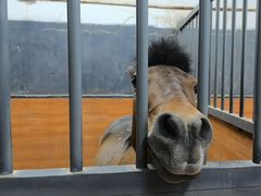-骑乐马术(广州奥体优托邦中心)