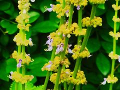 -广州神农草堂中医药博物馆