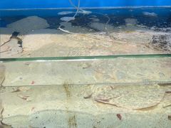 -仙螺岛海鲜自助餐厅(总店)