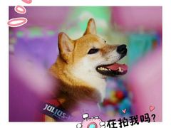 -汪说喵讲宠物乐园宠物酒店(红星美凯龙店)