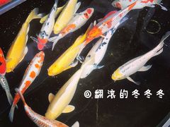 -三圣花乡旅游区