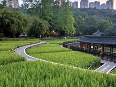 -龙头寺公园