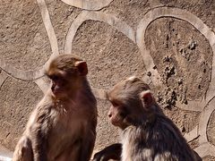 -石家庄市动物园