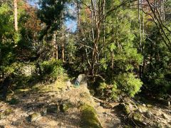 -天目山大树王景区