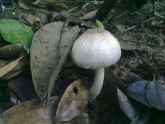 android_upload_pic-火炉山森林公园