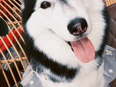 -星多哈·狗咖·拼豆·咖啡