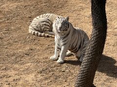 -西霞口神雕山野生动物世界