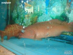 DSC00700-潮福城大酒楼·潮味粤品·港式点心(湖滨北路店)