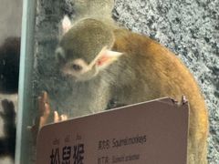 -武汉动物园