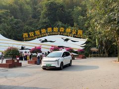 -西双版纳原始森林公园