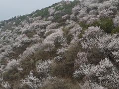-大觉寺-停车场
