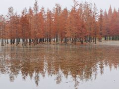 -白鹭湾湿地公园