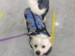 -pd派德宠物中心医院24H急重症·眼科中心·血液透析中心(嵩山北路店)