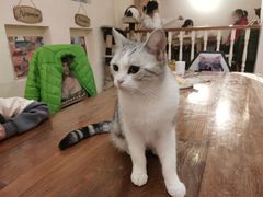 -猫小院猫主题餐厅(南锣旗舰店)