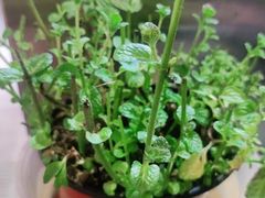 -蛙一刀·麻椒鱼火锅(金仙桥店)